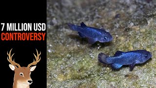 What Exactly is Devils Hole Pupfish  Saved by Earthquakes [upl. by Bolan437]