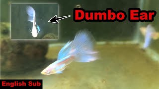 Dumbo ear blue topaz guppy guppy guppybreeder guppybreeding guppyfish [upl. by Aidnahs]