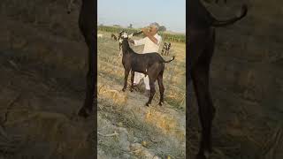 Healthy Goats for Sale – Ready for New Homes Today Al Rohaan Goat Farm [upl. by Greerson]