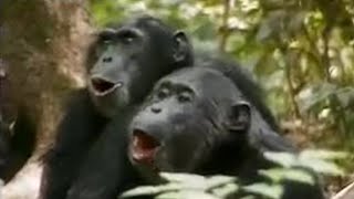 Chimps vs Red Colobus Monkeys  BBC Studios [upl. by Reinar]