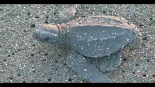 Turtle Release in Monterrico  Liberación de tortugas en Monterrico [upl. by Rrats981]