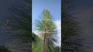 Pinus palustris Plantentuinmerksplas [upl. by Obaza]