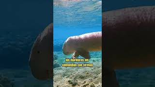 EL DUGONGO  Animales Raros  animalescuriosos animalesraros dugong dugongo [upl. by Namsu]