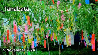 Tanabata 9 November 2024 [upl. by Nylg]