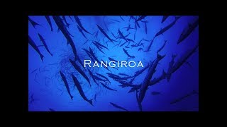 Rangiroa diving on Hammerhead sharks spot French Polynesia [upl. by Nanon]