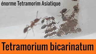 Nouvelle espèce énorme  Tetramorium bicarinatum [upl. by Acisse]