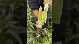 Celtuce shorts celtuce satisfying [upl. by Gronseth746]