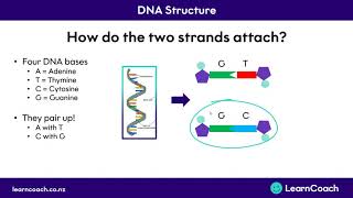 NCEA Science Level 1 Biology DNA Structure and Alleles [upl. by Noxas722]