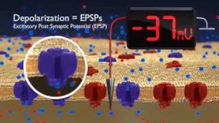 Hyperpolarization and depolarisation  neurone membrane  BioPsychology [upl. by Soutor711]