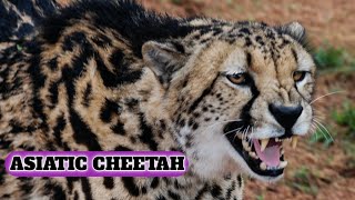 ASIATIC CHEETAH [upl. by Ailecnarf]