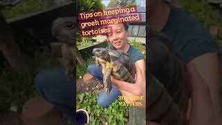 Keeping Greek Marginated tortoises in the UK [upl. by Eugenia]