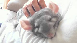 Chinchilla falling asleep being cuddled [upl. by Neenad]