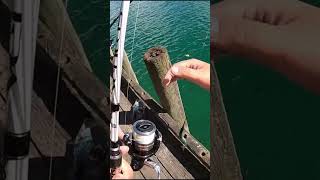 Float Fishing for Garfish [upl. by Rosco]