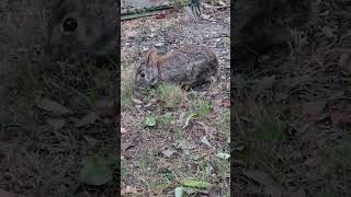 Baby Fluffers and Sneaky Mouse Steals Carrot cottontail rabbits bunnies nature cute animals [upl. by Akimahc]