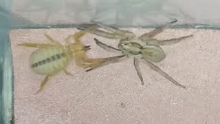 Wolf spider vs camel spider 🕷️ wildlife [upl. by Trinetta]