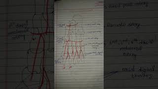 Dorsalis pedis artery 📝 [upl. by Niki]