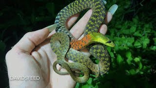 Red Necked Keelback excreting poison  Herping Thailand [upl. by Aicemed250]