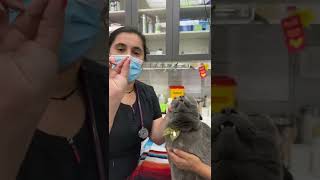 How to Give a Cat Oral Medication  Yonge Sheppard Animal Hospital [upl. by Hussein912]