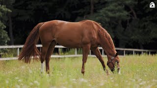 Stallbesuch bei André Thieme [upl. by Sager]