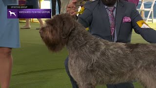 Wirehaired Pointing Griffons  Breed Judging 2023 [upl. by Stanton]