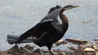 Australian Darter Birds of Australia [upl. by Ddat756]