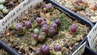 Lithops Optica cv Rubra C287 2nd Set Of Leaves Already [upl. by Baiel]