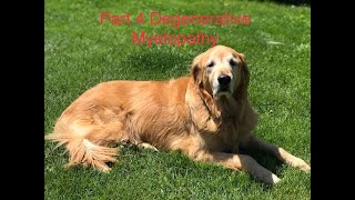 Part 4 Degenerative Myelopathy Making his last days as comfortable as possible [upl. by Htbazile832]