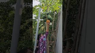 Papaya బొప్పాయి harvesting cutting papaya mygarden gardening harvesting shortvideo ytshorts [upl. by Leena]