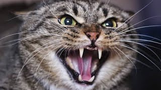 Male Cat in Heat Sounds  Male Cat Calling Female  Male Cat Mating Call Sound Effect  Cat Voice [upl. by Annaid637]