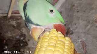 parrot bhooka hàParrot Videos parrotshorts MySweatBirds [upl. by Chew]