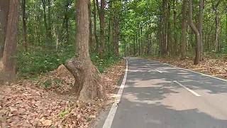 Sakhua Sal Trees of Jharkhand [upl. by Aljan729]