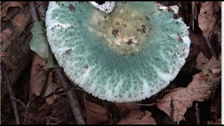 Gibelurdin  Russula virescens  Green Cracking Russula  Carbonera [upl. by Assetal]