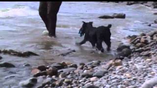 Standard Schnauzer Hexe at the Beach [upl. by Salvidor]