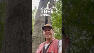 What is the perimortem period in trees tree trees forest woods wildlife nature death short [upl. by Carolina]