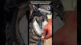 Hoof Health Starts Here Perfect Trimming for Optimal Results farrierskills satisfying horsecare [upl. by Kipp194]