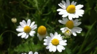 German Camomile Matricaria Chamomilla  20120702 [upl. by Cohen]