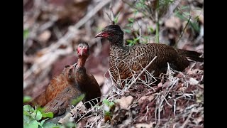 Red Spurfowl Galloperdix spadicea [upl. by Dleifniw]