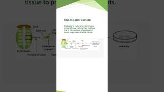 Endosperm Culture ProcedureDiagram Plant Tissue Culture Concepts of Botany [upl. by Towill]