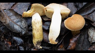 Aureoboletus moravicus  Xerocomus moravicus  Tawny bolete  Xerocomus leonis [upl. by Elah]