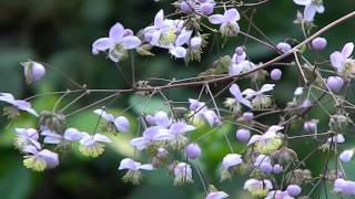 Thalictrum delavayi Hewitts Double [upl. by Flore]