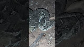 Puff Adders are responsible for more snakebite fatalities than any other African snake Coming Soon [upl. by Dranyer]