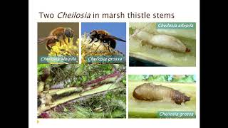 An introduction to hoverflies Syrphidae and the Hoverfly Recording Scheme [upl. by Carbrey]