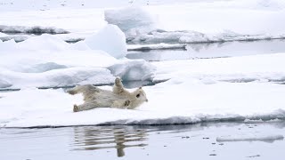 Polar bear amongst the ice floes [upl. by Cornelia]