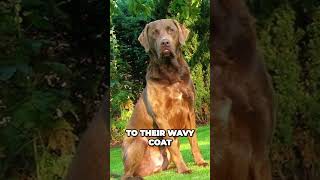 The Extraordinary Coat of the Chesapeake Bay Retriever [upl. by Maryly773]