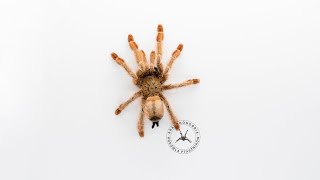 KOKON PSALMOPOEUS PULCHER ARACHNOHOBBIA [upl. by Adniral13]