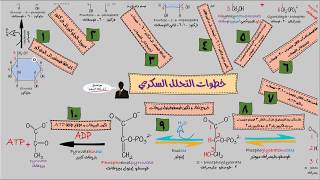 Glycolysis EMBDENMEYERHOF PATHWAYخطوات مبسطة للتحلل السكري فضلا قراءة أسفل الفيديو [upl. by Docile]