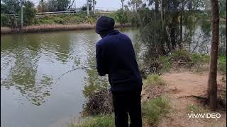 Georges River 12 I Fishing for Blackfish amp Whiting [upl. by Dronel]