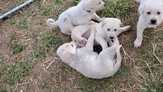 Akbash Puppies 41 day old akbash livestockguardiandog puppy [upl. by Netsruk]