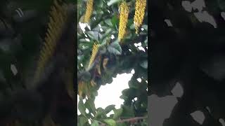 Vlog 1066 Yellow Flowers Of Tree  Golden Chain Tree [upl. by Tolmach696]