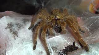 Feeding Flo  Pterinochilus murinus OBT [upl. by Quartana274]